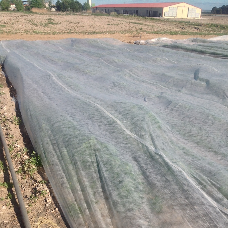 Manta térmica agrícola, ancho 50 cm - Campo de Benamayor